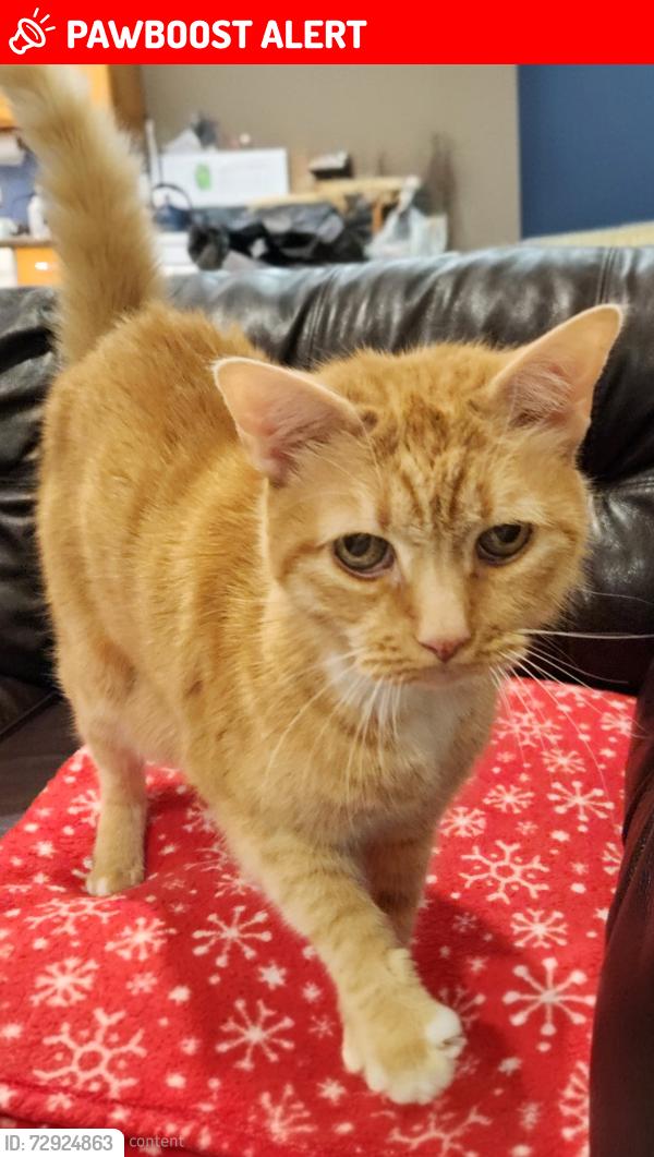 Lost Male Cat last seen Laurel Pl & Wayside Rd , Neptune Township, NJ 07753