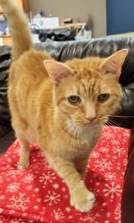 Lost Male Cat last seen Laurel Pl & Wayside Rd , Neptune Township, NJ 07753