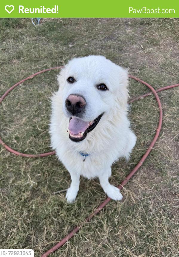 Reunited Male Dog last seen White Dove Dr., Arlington, TX 76017