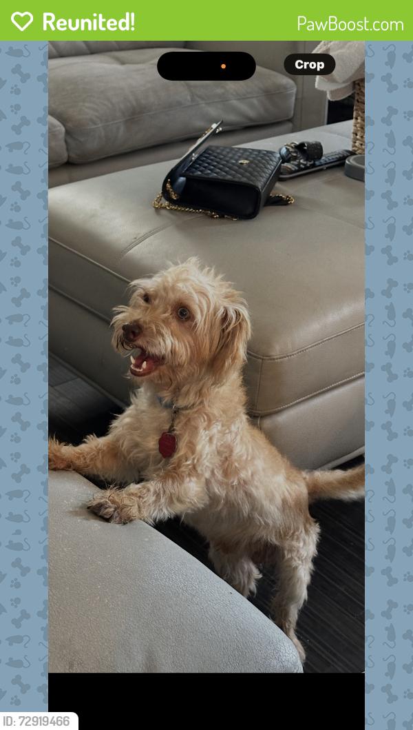 Reunited Male Dog last seen West Martin st, San Antonio, TX 78207