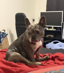 Reunited Female Dog last seen Near N Leslie St, Visalia, CA 93291, USA, Visalia, CA 93291