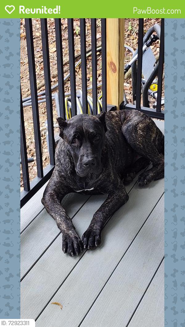 Reunited Female Dog last seen North main , Salisbury, NC 28144