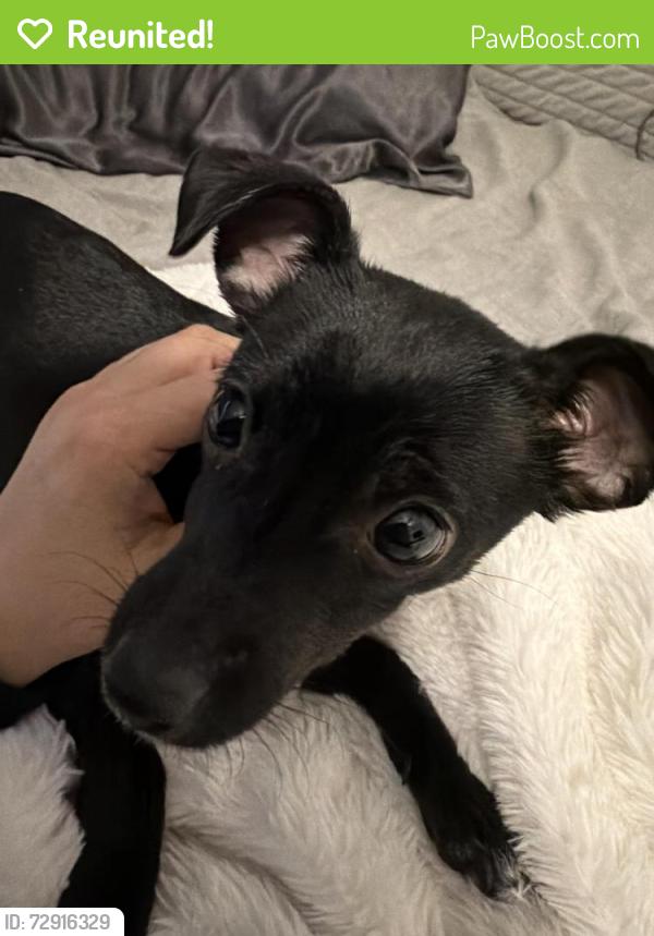 Reunited Female Dog last seen Ajo and valley rd, Tucson, AZ 85714