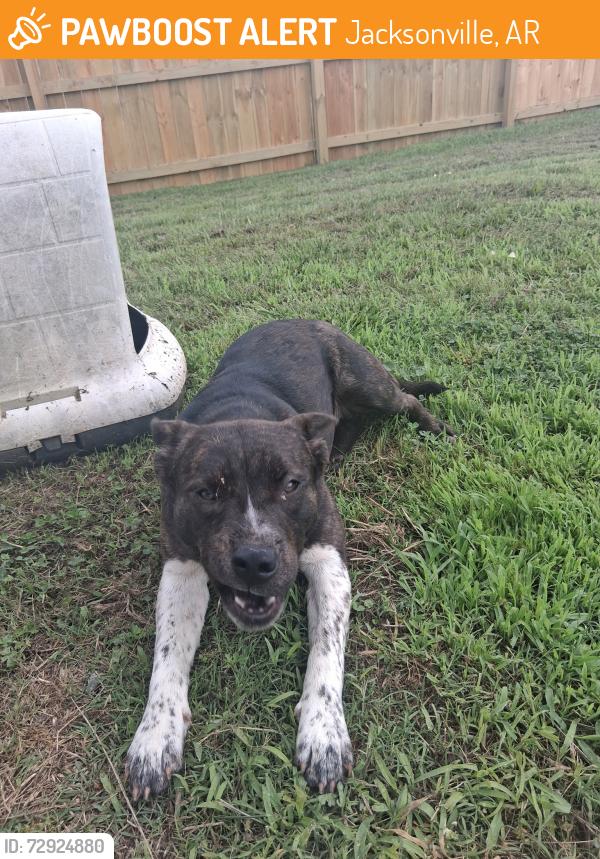 Found/Stray Female Dog last seen Pine street , Jacksonville, AR 72076