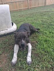 Found/Stray Female Dog last seen Pine street , Jacksonville, AR 72076