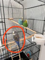 Lost Male Bird last seen Playground, Smyrna, TN 37167