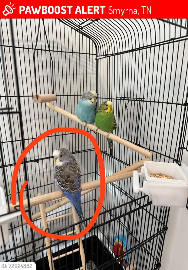 Lost Male Bird last seen Playground, Smyrna, TN 37167