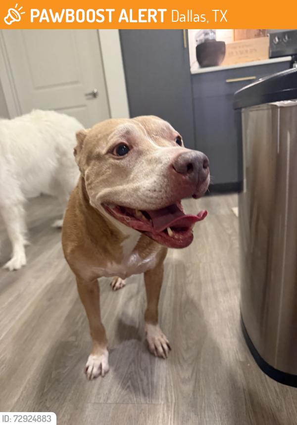 Found/Stray Female Dog last seen Ascent at mountain creek, Dallas, TX 75236