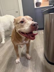 Found/Stray Female Dog last seen Ascent at mountain creek, Dallas, TX 75236