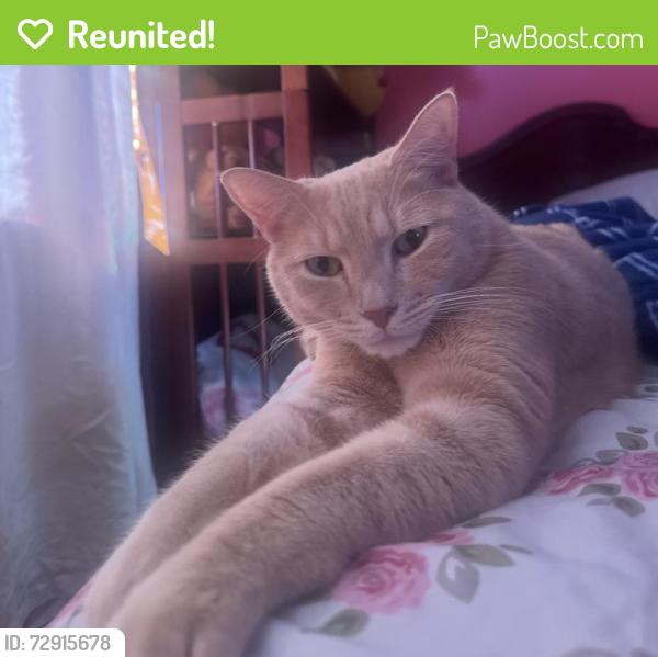 Reunited Male Cat last seen Marshall rd, Lansdowne, PA 19050