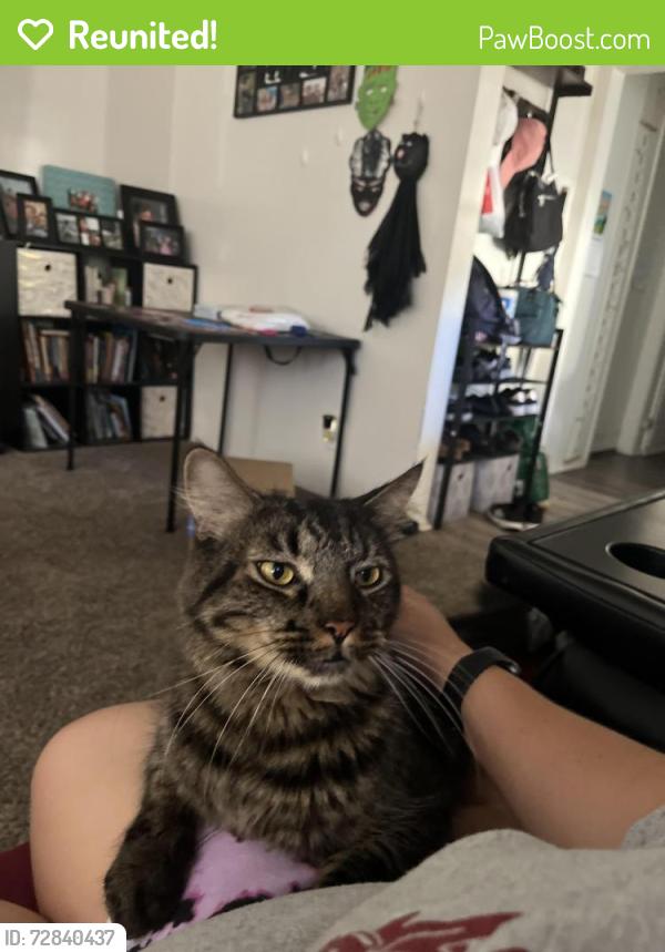 Reunited Male Cat last seen Near animalShelter , Redlands, CA 92373