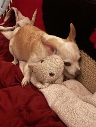 Reunited Male Dog last seen Near N Afton Pkwy, Baton Rouge, LA 70806, USA, Baton Rouge, LA 70806