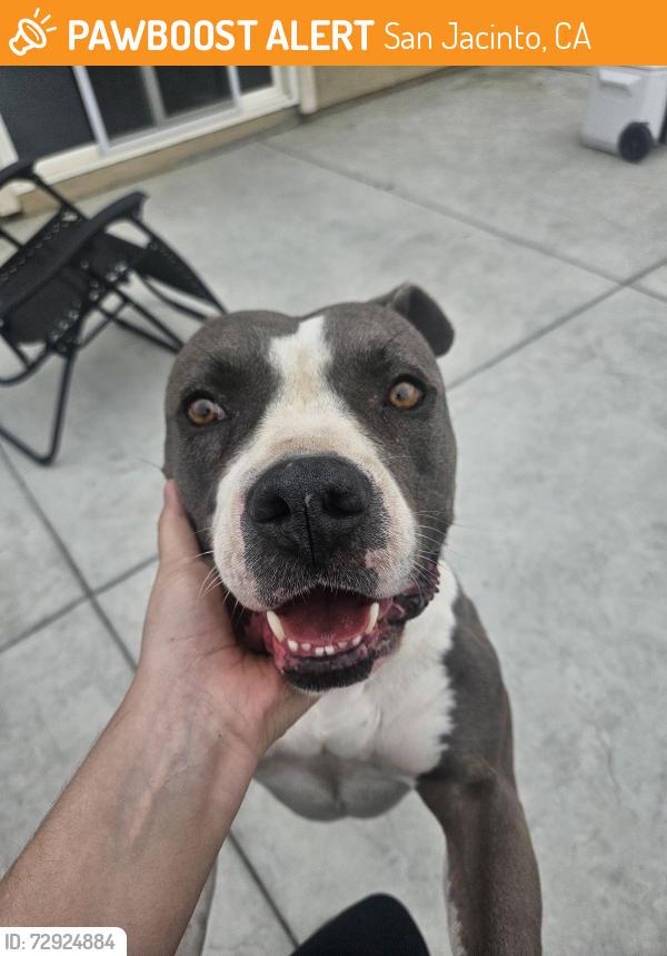 Found/Stray Female Dog last seen Camino los banos, San Jacinto, CA 92583