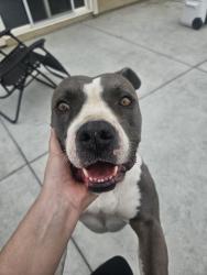 Found/Stray Female Dog last seen Camino los banos, San Jacinto, CA 92583