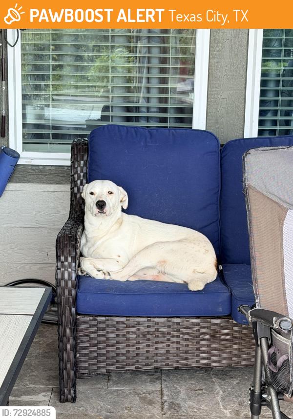 Found/Stray Female Dog last seen Central Park square , Texas City, TX 77591