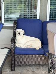 Found/Stray Female Dog last seen Central Park square , Texas City, TX 77591