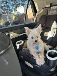 Reunited Male Dog last seen Cove Pointe Dr Florence, SC 29501, Florence, SC 29501