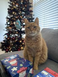 Reunited Male Cat last seen Engle Avenue and Edgefield, Kiest Park area, Dallas, TX 75224