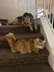 Reunited Male Cat last seen Near Redlands Cir, Las Vegas, NV 89128, USA, Las Vegas, NV 89128