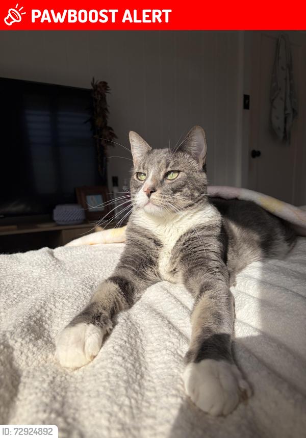 Lost Male Cat last seen Near Pawtucket Dr, Huntington Beach, CA 92646