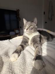 Lost Male Cat last seen Near Pawtucket Dr, Huntington Beach, CA 92646