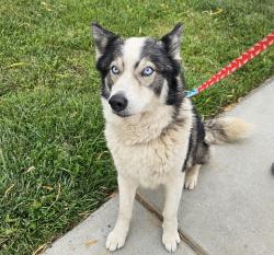 Reunited Male Dog last seen Starlight and Oak Valley Parkway,  Beaumont , Beaumont, CA 92223