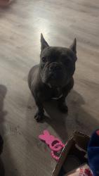 Lost Male Dog last seen Spayers, Selah, WA 98942