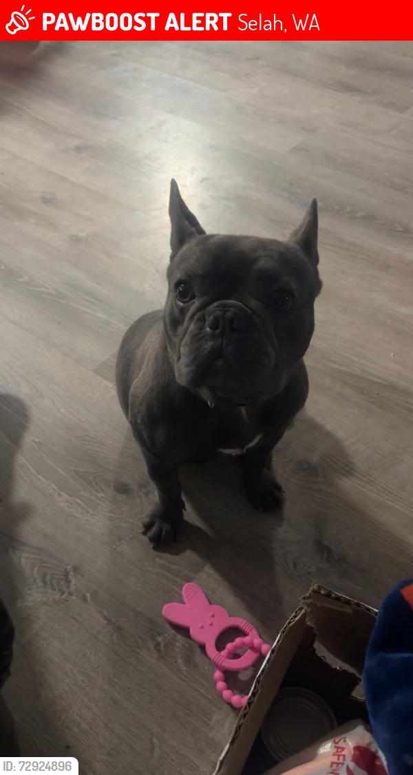 Lost Male Dog last seen Spayers, Selah, WA 98942