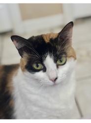 Lost Female Cat last seen Indian Wells, Osceola County, FL 34746