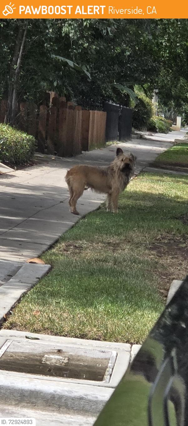 Found/Stray Unknown Dog last seen Ramona Dr. & Magnolia Ave, Riverside, CA 92506