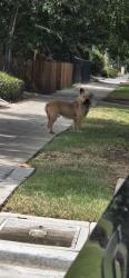 Found/Stray Unknown Dog last seen Ramona Dr. & Magnolia Ave, Riverside, CA 92506