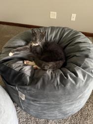Reunited Male Cat last seen Foxchase neighborhood, Jackson Township, OH 44718