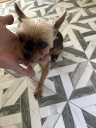 Found/Stray Male Dog last seen McAdoo, Folsom, CA 95630