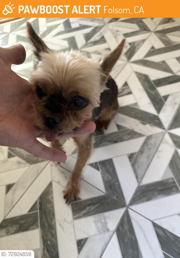 Found/Stray Male Dog last seen McAdoo, Folsom, CA 95630