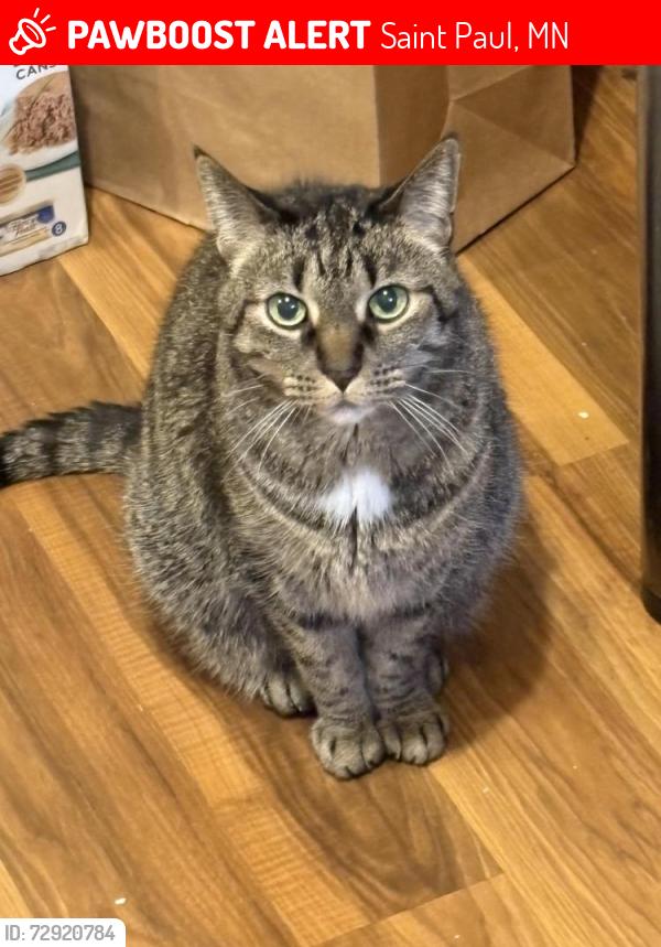 Lost Female Cat last seen Kingsford street and Ames Avenue E, Saint Paul, MN, Saint Paul, MN 55106
