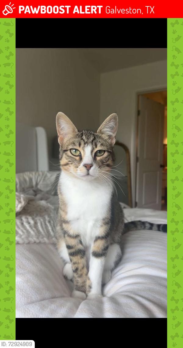 Lost Female Cat last seen Colony Park Circle, Galveston, TX 77551