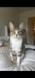 Lost Female Cat last seen Colony Park Circle, Galveston, TX 77551