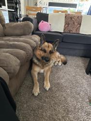 Reunited Male Dog last seen 11 Mile Rd , Calhoun County, MI 49033