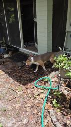 Reunited Female Dog last seen Applebees, Gainesville, FL 32603