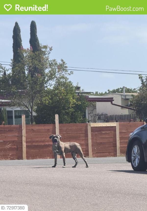 Reunited Male Dog last seen Dwight St & Robin St, San Diego, CA 92115