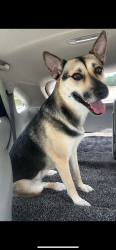 Reunited Unknown Dog last seen Was brought to the fire station on University , College Station, TX 77840