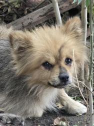 Reunited Unknown Dog last seen West Gage Ave, Los Angeles, CA 90044