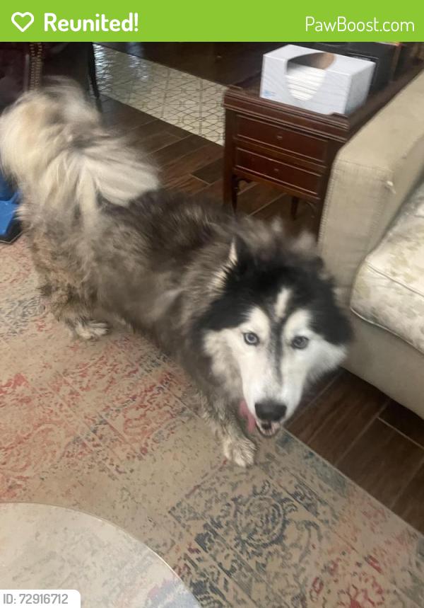 Reunited Female Dog last seen Green Oaks near Lake Arlington Library branch, Arlington, TX 76016