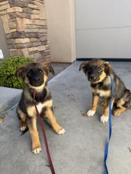 Found/Stray Unknown Dog last seen Greenway and Horizon Ridge, Henderson, NV 89002
