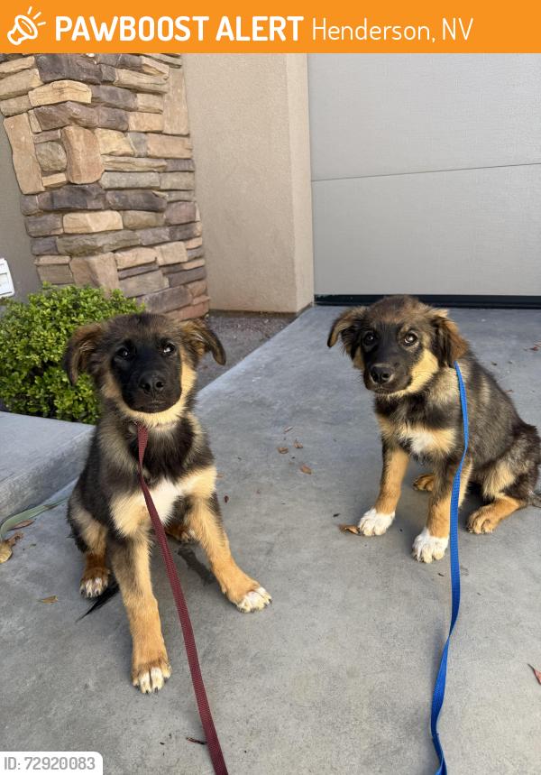 Found/Stray Unknown Dog last seen Greenway and Horizon Ridge, Henderson, NV 89002