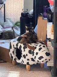 Reunited Female Cat last seen Scotch rose and Saffex rose , Henderson, NV 89052