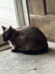 Reunited Female Cat last seen Naglee Ave or Wilson Way, Sandston, VA 23150