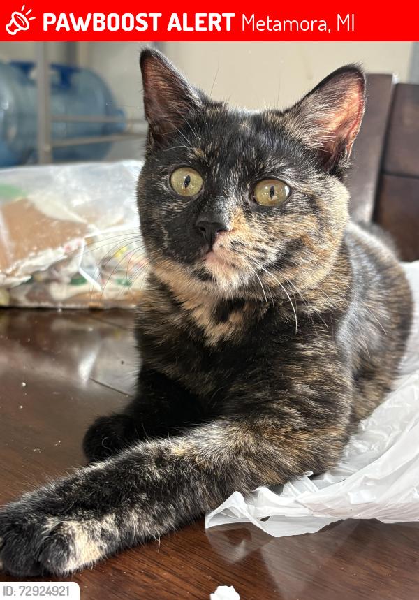 Lost Female Cat last seen W Sutton Rd and Baldwin Rd, Metamora, MI 48455