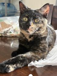 Lost Female Cat last seen W Sutton Rd and Baldwin Rd, Metamora, MI 48455