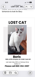 Reunited Male Cat last seen School , Bolton, CT 06043